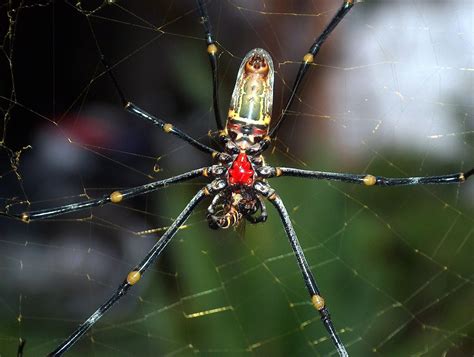 Indonesia - Bali - Spider Eating A Bee - 3 | Spiders (order … | Flickr