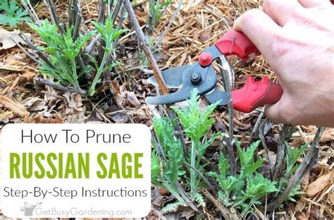 Pruning Russian Sage: Step-By-Step Instructions - Get Busy Gardening