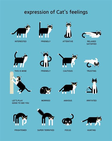 expression of Cat’s feelings : r/coolguides