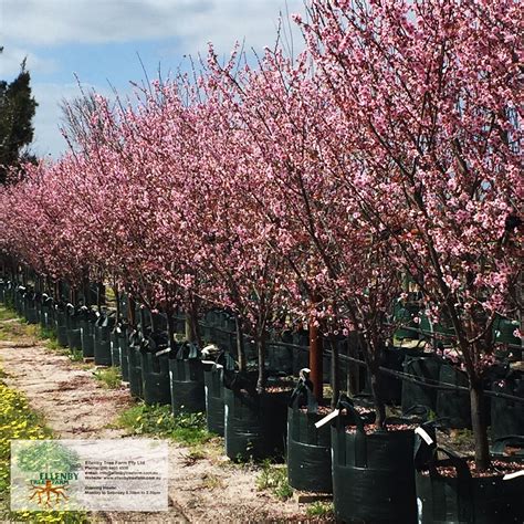 Prunus blireana 'Cherry Blossom Plum' (With images) | Deciduous trees ...