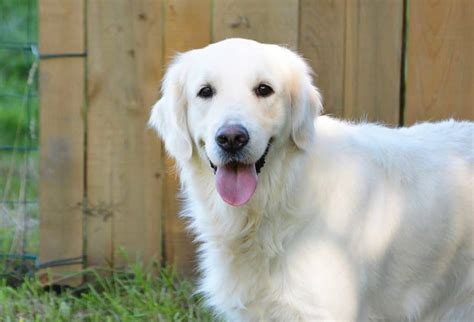 102 White Golden Retriever Names For Your New Puppy – Golden Hearts