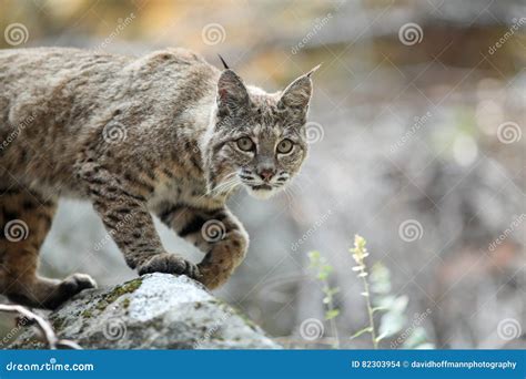 Bobcat hunting stock photo. Image of park, outside, bobcat - 82303954