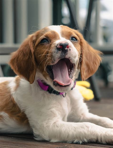 Spaniel bretón: todo lo que debes saber sobre esta raza