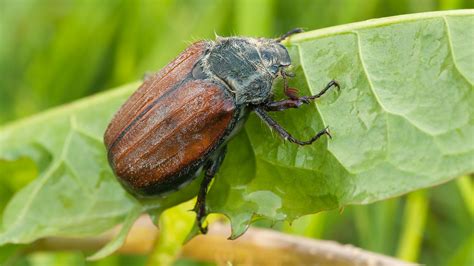 How To Get Rid of June Beetles