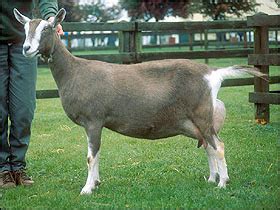 British Toggenburg - British Goat Society