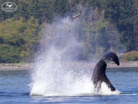 Killer whale uses tail to toss seal high into the air near Victoria | Vancouver Sun