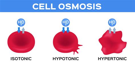 Movement of substances into and out of cells | Osmosis | Active Transport