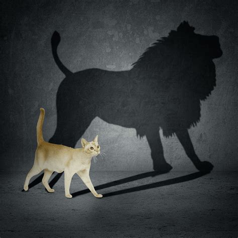 Meme Generator - Cat with Lion Shadow - Newfa Stuff