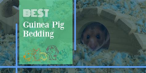 Guinea Pig Bedding - Our Review Will Help Determine Good Options