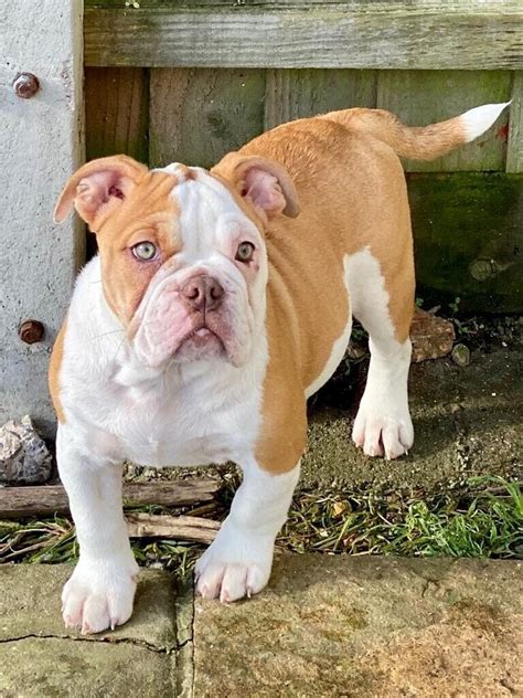 Only 1 gorgeous old English bulldog puppy | in Portland, Dorset | Gumtree