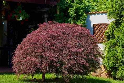 How to Grow and Care for Weeping Japanese Maples