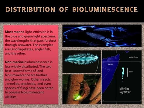 Bioluminescent dinoflagellates