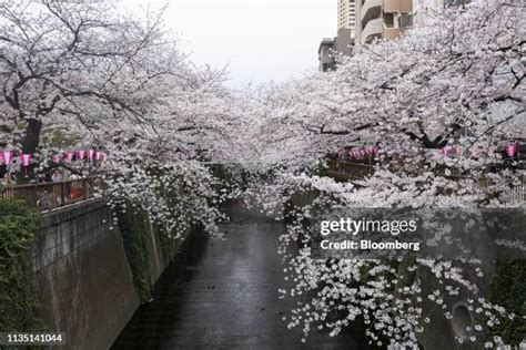 Meguro River Photos and Premium High Res Pictures - Getty Images