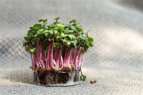 Overview of Red Microgreens: Review of Top 5 Types, with Tips for Growing Healthy and Tasty