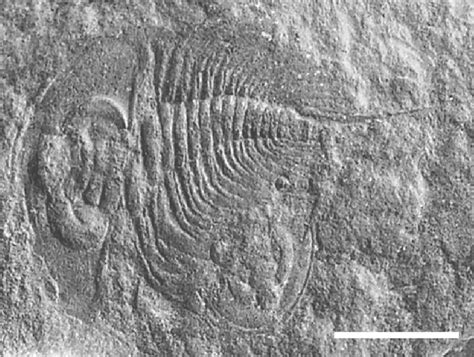 Taphonomy of exceptionally preserved fossils from the Kinzers Formation (Cambrian), southeastern ...