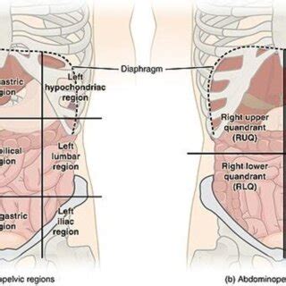 Gambar 5. 5: Abdomen di Bagi Empat dan Sembilan Kuadran Pembagian... | Download Scientific Diagram