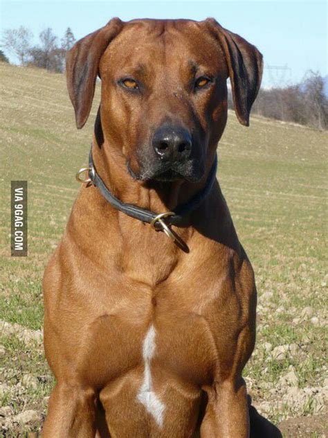 About majestic dogs... Rhodesian ridgeback: the lion hunting dog. - 9GAG