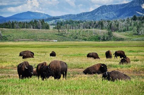 Grand Teton Wildlife - Where are Sue & Mike?