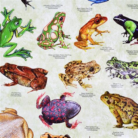 Poster-Frogs - Taxidermy Mounts for Sale and Taxidermy Trophies for Sale!