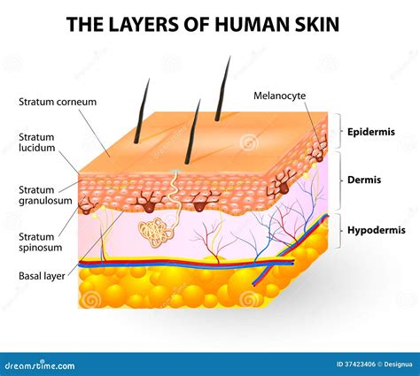 Layers Of Human Skin. Melanocyte And Melanin Royalty Free Stock Image - Image: 37423406