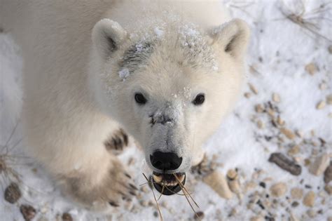 The warming Arctic affects sea ice and polar bears. Here’s how | Juneau Empire