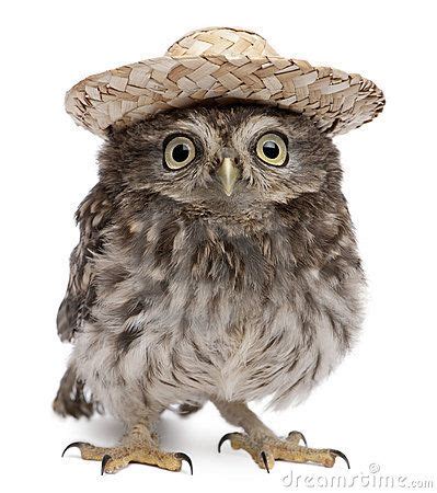 Owl in a sombrero | OWLS | Pinterest