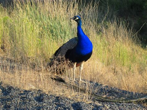 Clayton Cramer.: Oregon Wildlife