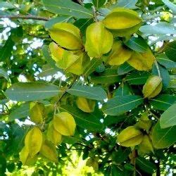 Arjuna Tree - Wholesale Price & Mandi Rate for Terminalia Arjuna in India