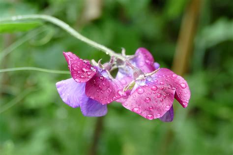 Lathyrus Flower Plant - Free photo on Pixabay - Pixabay