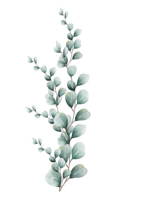 Eucalyptus leaves watercolor 16407132 PNG