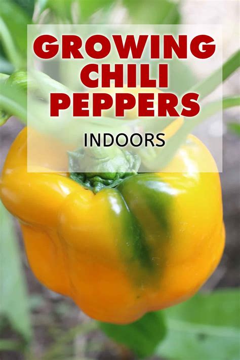 Growing Chili Peppers Indoors - Chili Pepper Madness