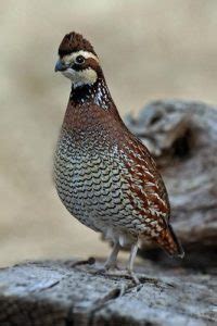 Texas Blue & Bobwhite Quail Hunting - Divided Find Ranch