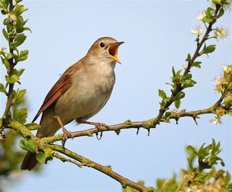 pictures of nightingale birds - Google Search Animals And Pets, Funny Animals, Cute Animals ...