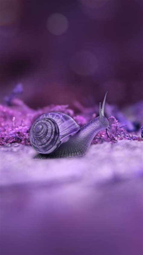 Light Purple Snail On Ground In Blur Purple Background 4K HD Animals ...