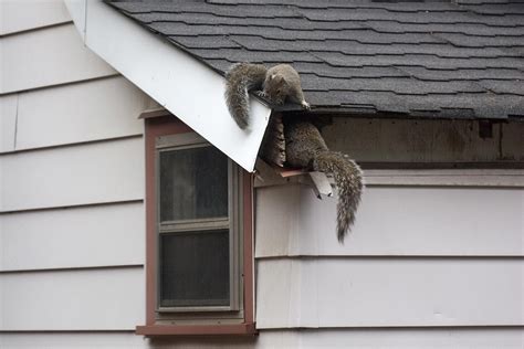 How to Get Squirrels Out of the Attic