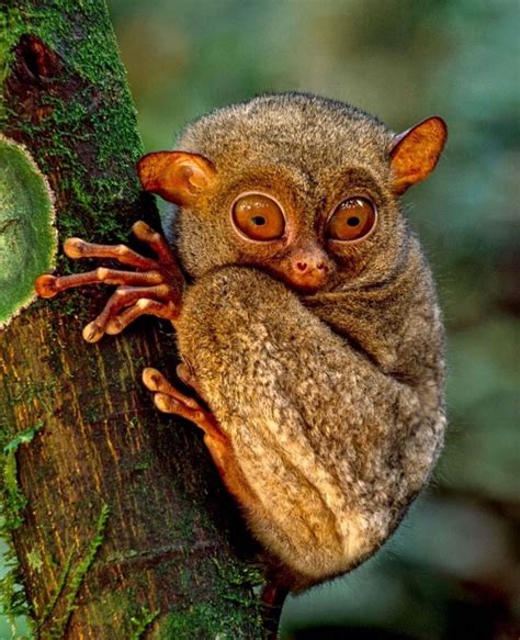 Well 'Hello' Freaky!!! Tarsier monkeys are one of the few animals that can rotate their heads ...