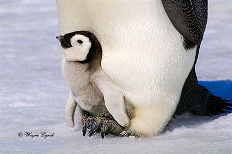 Dr. Wayne Lynch Canada's Wildlife Specialist