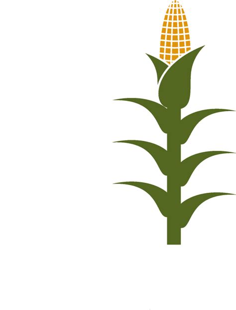 Corn clipart corn stalk, Corn corn stalk Transparent FREE for download on WebStockReview 2024