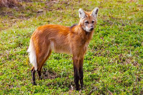 Maned Wolf Facts, Habitat, Diet, Life Cycle, Baby, Pictures