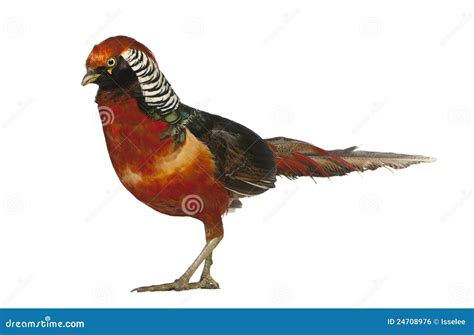 Male Golden Pheasant or Chinese Pheasant Stock Photo - Image of background, pheasant: 24708976