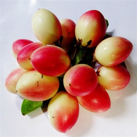 Karonda - Bengal Currant Seeds (Carissa carandas) - Price €2.95