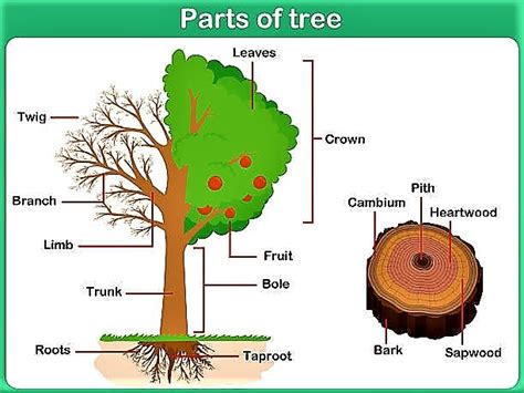 Parts of Tree