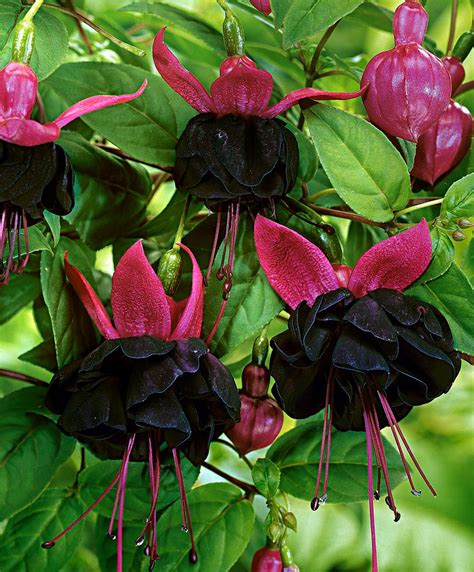 Fuchsia 'millenium' | Beautiful flowers, Flower seeds, Fuchsia flowers