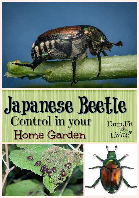 Japanese Beetle Control in Your Home Garden - Farm Fit Living