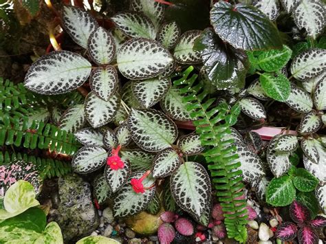 Garden Chronicles of James David: Episcia Collection - Chocolate Soldier