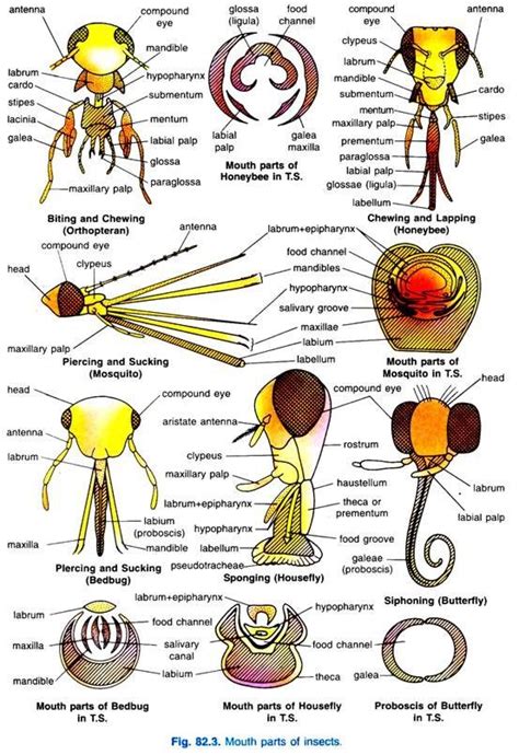 ADVERTISEMENTS: Mouth Parts in Insects! 1. Biting and Chewing: This type of mouth parts are ...