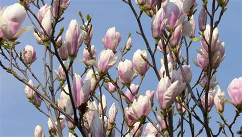 Flowering Trees in Missouri | Garden Guides