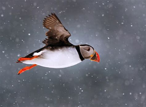 Winter Home of Maine Puffins Revealed | Audubon Project Puffin