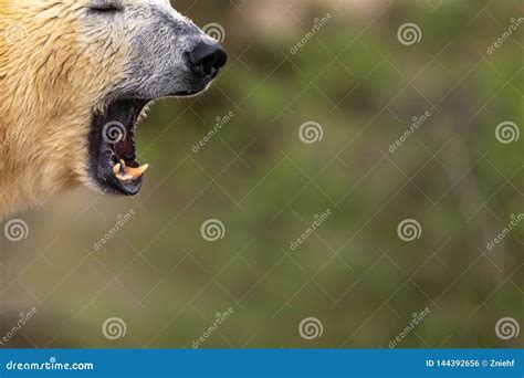 Muzzle of a Polar Bear with Open Mouth in Front of Unfocused Background Stock Photo - Image of ...