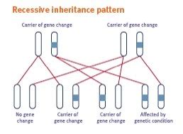 Genetic Inheritance | Aussie Deaf Kids